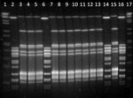Thumbnail of Pulsed-field gel electrophoresis patterns of SmaI-digested DNA of clinical isolates of Streptococcus pyogenes from animal specimens, Spain, 2006–2014. Lanes 1 and 17, DNA molecular size marker; lanes 3, 4, 5, 7, 8, 9, 10, 11, 12, 13, 15, and 16, isolates M50163, M79144, M78761, M75791, M75539, M75533, M75123, M73512, M72636, M72193, and M83639, respectively (pulsotype A); lanes 2, 6, 14, and 16, isolates 83553, 85374, M75768, and M82209, respectively (pulsotype B).