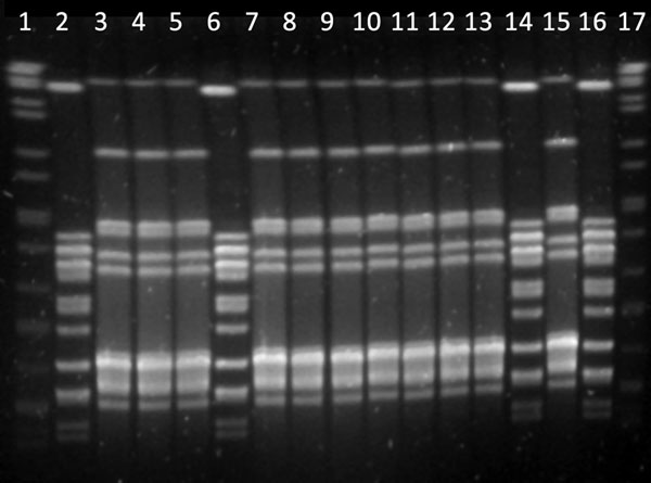 Pulsed-field gel electrophoresis patterns of SmaI-digested DNA of clinical isolates of Streptococcus pyogenes from animal specimens, Spain, 2006–2014. Lanes 1 and 17, DNA molecular size marker; lanes 3, 4, 5, 7, 8, 9, 10, 11, 12, 13, 15, and 16, isolates M50163, M79144, M78761, M75791, M75539, M75533, M75123, M73512, M72636, M72193, and M83639, respectively (pulsotype A); lanes 2, 6, 14, and 16, isolates 83553, 85374, M75768, and M82209, respectively (pulsotype B).