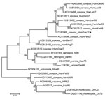 Thumbnail of Evolutionary relationships of cowpox virus isolated from a 35-year-old man with HIV infection treated in the intensive care unit at the University of Duisburg–Essen, Essen, Germany (KT182068_HumEss12, star), other human isolates of cowpox virus, and other orthopoxviruses. The evolutionary history was inferred by using the maximum-likelihood method. The percentage of trees in which the associated taxa clustered together is shown next to the branch nodes. The tree is drawn to scale, w