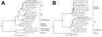 Thumbnail of Maximum-likelihood phylogenetic analysis of the nonstructural protein genes (A) and the capsid gene (B) of rabbit hemorrhagic disease virus (RHDV) sequences. The 3 recent Australian field isolates  sequenced for this study (indicated in bold) were aligned with representative RHDV and Australian rabbit calicivirus (RCV-A1) sequences from GenBank (accession numbers indicated in taxa names). Phylogenetic analysis was conducted separately for both the nonstructural genes (panel A) and t