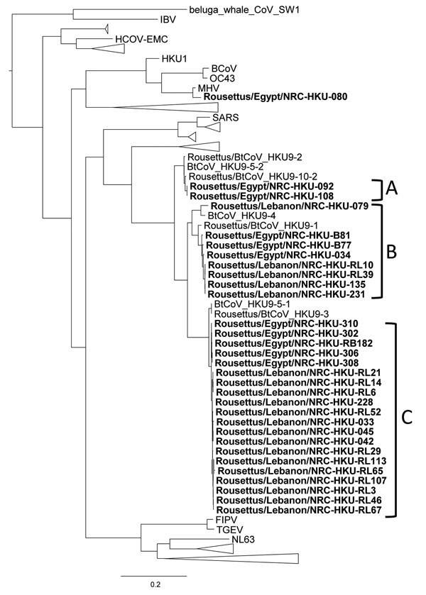 Phylogenetic tree of the coronavirus RNA-dependent RNA polymerase gene. This tree was constructed on the basis of a sequence alignment of 330 bp using the neighbor-joining method. Bold text indicates sequences found in this study. Scale bar indicates nucleotide substitutions per site.