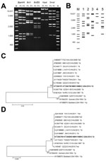 Thumbnail of Enzyme and phylogenetic analysis of human adenovirus 7 isolates from 2 patients in Illinois, USA, 2014, and comparison isolates. A) Restriction enzyme analysis of genomic DNA from human adenovirus 7 isolates from patients 1 and 2 (P1 and P2, father and son). Lane M, molecular mass marker. Values on the left are in basepairs. B) Virtual restriction enzyme analysis of 6 complete genomic sequence of adenovirus strain DG01 from China. Lane m, Molecular mass marker; lane 1, BamHI; lane 2