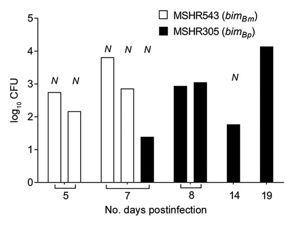 Brain bacterial loads in mice that had signs of neurologic involvement and succumbed to infection with MSHR543 (bimBm) and MSHR305 (bimBp) Burkholderia pseudomallei isolates. Bacterial loads in brains of C57BL/6 mice (MSHR543, n = 4; MSHR305, n = 5) that had become moribund and required euthanasia within the 21-day experimental period after intranasal infection with MSHR543 (1.4 × 104 CFU; white bars) and MSHR305 (1.1 × 104 CFU; black bars). N indicates mice that displayed symptoms of neurologic