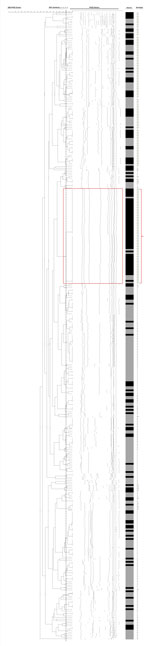 Thumbnail of Dendrogram analysis of SmaI-digested pulsed-field gel electrophoresis fingerprints of 58 isolates of group B Streptococcus (GBS), serotype III, subtype 4 (fingerprints highlighted in red box and bracket) and of 324 randomly selected GBS isolates of different serotypes, Hong Kong, 1993–2012. The dotted vertical line on the serotype column delineates the pulsed-field gel electrophoresis clustering at 90% similarity, determined by analysis by dice coefficient with 1% tolerance and by t