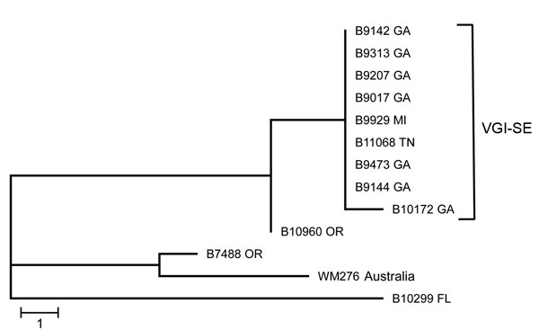 Maximum-parsimony tree of multilocus sequence typing analysis of VGI isolates of Cryptococcus gattii from the southeastern United States. In the predominant clade, 1 isolate was from Michigan; all remaining isolates were from the southeastern United States. Nearest neighbor isolates were included for comparison, and an environmental VGI isolate from Australia was used as an outgroup. VGI-SE, VGI southeastern clade. Scale bar indicates 1 single-nucleotide polymorphism.