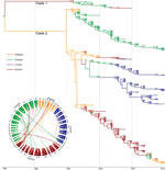 Thumbnail of Phylogenetic tree of Salmonella enterica serovar Paratyphi A strains isolated from China, 1998–2012. The branches are colored according to inferred location. Inset: potential transmission of Salmonella Paratyphi A strains isolated from 4 provinces (Zhejiang Guangxi, Guizhou, and Yunnan). The flow bars indicate the source of transmission; 1 end of the bar directly touches the province of origin, and the other end of the bar exhibits a small gap before the province of destination.
