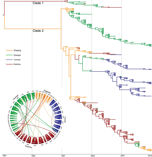 Phylogenetic tree of Salmonella enterica serovar Paratyphi A strains isolated from China, 1998–2012. The branches are colored according to inferred location. Inset: potential transmission of Salmonella Paratyphi A strains isolated from 4 provinces (Zhejiang Guangxi, Guizhou, and Yunnan). The flow bars indicate the source of transmission; 1 end of the bar directly touches the province of origin, and the other end of the bar exhibits a small gap before the province of destination.