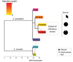 Thumbnail of Population tree of Coccidioides subspecies population splits and mixtures. Maximum-likelihood population tree and presence of gene flow between diverged Coccidioides populations were inferred by using TreeMix software and microsatellites data (34). Direction of arrow indicates migration or gene flow based on admixture models; migration weights are shaded according their importance, supporting gene flow from a soil-derived population (AZSOIL) recovered from animal passage to a clinic