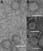 Thumbnail of Negatively stained electron microscopic images of Kowanyama (A, B), Yacaaba (C), and Taggert virus (D) particles from Australia. Scale bars indicate 50 nm.