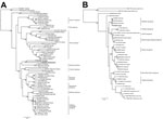 Thumbnail of Phylogenetic trees including bunyaviruses from Australia. A) Relationship of Kowanyama and Yacaaba viruses (both in boldface) to other orthobunyaviruses constructed by using the predicted open reading frame sequence of the glycoprotein with a maximum-likelihood model. B) Relationship of Taggert virus (boldface) to other nairoviruses demonstrated by using the predicted open reading frame of a short fragment of the large segment (&lt;450 nt) and a maximum-likelihood model. Virus serol