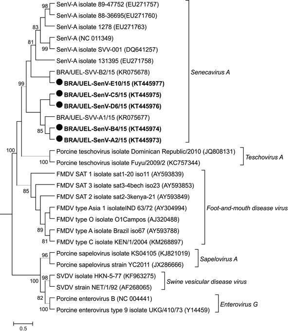 Phylogenetic relationship of strains of Senecavirus A identified in Brazil during 2015 (black circles) and other sequences available in GenBank derived from species of picornavirus associated with vesicular disease. Maximum-likelihood phylogenetic tree construction used the Kimura 2-parameter model with γ distribution based on the partial viral protein (VP) 3/VP1 region of the Senecavirus A genome. GenBank accession numbers are given in parentheses. Bootstrap values determined in 1,000 replicati