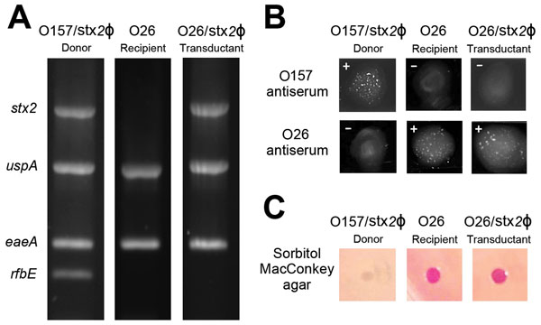 Transfer of Shiga toxin (Stx) phages by bovine antibiotic growth promoters (bAGPs) in Escherichia coli isolates from cattle. For the confirmation of Stx phage (Stx2Ф) transfer, E. coli O26 (stx2-negative, bovine isolate no. 1 in Figure 3) was used. A) PCR confirmation of the presence or absence of stx2, uspA, eaeA, and rfbEO157 in EDL933 (Stx2Ф donor), O26 before transduction (Stx2Ф recipient), and O26 after transduction (transductant). B) Serotyping of E. coli O157 and O26. +, positive reaction