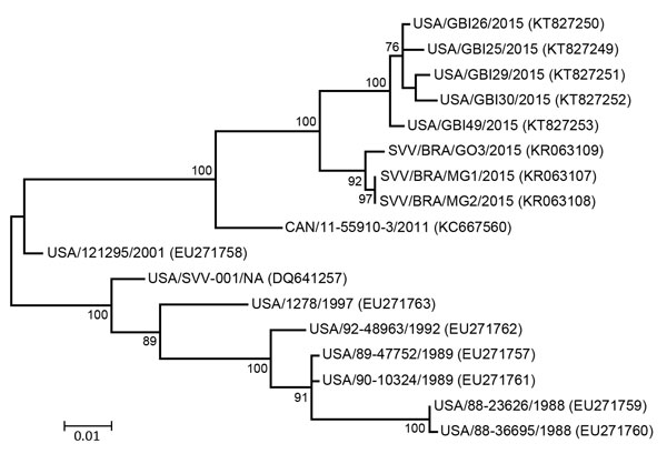 Phylogenetic tree of Senecavirus A P1 sequences. Maximum-likelihood analysis in combination with 1,000 bootstrap replicates as implemented in MEGA 6.06 (http://www.megasoftware.net) was used to derive the tree on the basis of nucleotide sequences. GenBank accession numbers are shown in parentheses. SVV in some isolate names indicates Seneca Valley virus, the original name for Senecavirus A. Scale bar indicates number of nucleotide changes per site.