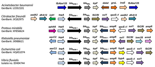 Structural features of blaNDM-1 flanking regions of Vibrio fluvialis and other bacterial species in study of diarrheal fecal samples from patients in Kolkata, India, May 2009–September 2013. Arrow lengths are proportionate to the lengths of the genes or open reading frames. GenBank accession numbers are shown. Gene names: ISAba125, insertion sequence blaNDM-1, New Delhi metallo-β-lactamase; bleMBL, bleomycin resistance protein; trpF, phosphoribosylanthranilate isomerase; dsbd, cytochrome c-type 