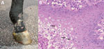 Thumbnail of Macroscopic and histologic images of horse infected with possible novel parapoxvirus, Finland, 2013. A) Proliferative and ulcerative skin lesions were seen multifocally on the muzzle, ventral abdomen, and lower limbs (pictured). B) The main histological changes in samples of the skin lesions were severe multifocal lymphohistiocytic dermatitis with marked ballooning degeneration of the stratum granulosum and eosinophilic intrasytoplasmic inclusion bodies in many keratinocytes (arrows