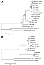 Thumbnail of Phylogenetic analyses of sequences amplified from skin lesion of horse infected with possible novel parapoxvirus, Finland, 2013 (poxvirus variant F14.1158H), and other poxviruses. Trees were generated by using the neighbor-joining method in MEGA 6 software (http://www.megasoftware.net) (12), based on A) 184 aa of envelope phospholipase gene and B) 195 aa of viral RNA polymerase gene RP0147. GenBank accession numbers for sequences used in the analyses: JF773701 (Orf virus [ORFV] F07.