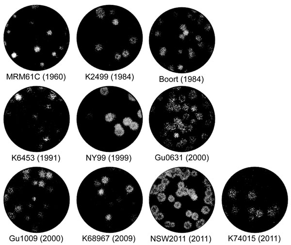 Plaque morphology of representative West Nile virus strains isolated in Australia, 1960–2012. Virus was allowed to adsorb to monolayers of Vero cells for 2 h at 37°C. The cells were then overlaid with Dulbecco Modified Eagle Medium containing 0.5% low melting point agarose and 2% fetal bovine serum. Four days after infection, the cells were fixed with 4% formaldehyde solution and stained with 0.2% crystal violet.