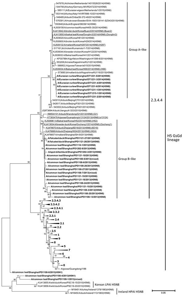 Phylogenetic tree of the hemagglutinin (HA) genes of influenza A subtype H5 viruses from wild birds of Shanghai, China, 2013–2014. Boldface indicates viruses from this study; representative isolates are underlined and referred to in abbreviated form in brackets. A total of 109 HA gene sequences (≥1,594 nt) were used for tree reconstruction. Representative strains and clades are recommended by WHO/OIE/FAO H5N1 Evolution Working Group and were retrieved from Influenza Virus Resource Database (http