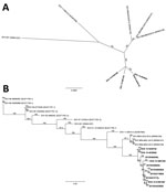 Thumbnail of Phylogenetic relationships of 2015 US Senecavirus A (SVA) isolates (SVA15-39812IA, SVA15-40380IA, SVA15-40381IA, and SVA15-41901SD) with the prototype SVA isolate (SVV-001), a 2011 Canada swine SVA isolate (11-55910-3), and 2015 Brazil swine SVA isolates (SVV-BRA-G03-2015, SVV-BRA-MG1-2015, and SVV-BRA-MG2-2015). A) Full-length genomic sequences of 4 isolates from Iowa and South Dakota (bold) compared with reference isolates. B) Viral protein 1 sequences of 4 isolates from Iowa and 