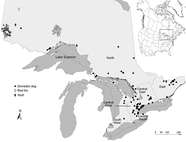 Locations of wild and domestic canids infected with Blastomyces dermatitidis during 1996–2014, Ontario, Canada. Inset map shows the location of Ontario in Canada. Health regions within the province consist of grouped public health units as defined by the Ontario Ministry of Public Health and are named according to Morris et al. (2). Dark gray shading indicates lakes; the Great Lakes are shown in the lower part of the figure.