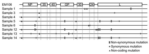 Observed mutations in the 8 fully nanopore-sequenced Ebola-positive blood samples compared to a reference sequence from June 2014 (SLI/Makona-EM106, GenBank accession number KM233036.1). Squares indicate nonsynonymous mutations, circles indicate synonymous changes, and triangles indicate changes in noncoding regions.