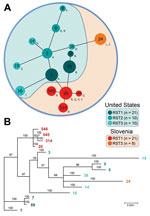 Thumbnail of Phylogenetic analysis of Borrelia burgdorferi sensu stricto strains from central Europe (Slovenia) and the United States. A) Minimum spanning tree analysis of 70 isolates included in this study. Sequence types (STs) are indicated by numbers, and outer surface protein types are indicated by letters. Sizes of circles indicate ST sample sizes. Lengths of lines connecting STs indicate extent of variation (order of certainty) (no. locus variants). STs connected by the shortest black line