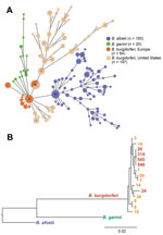 Thumbnail of Phylogenetic comparison of 3 major pathogenic Borrelia species (Borrelia afzelii , B. garinii, and B. burgdorferi sensu stricto) that cause Lyme borreliosis, Europe and the United States. A) Minimum spanning tree analysis of 474 B. burgdorferi sensu lato human isolates. Analysis included 404 previously published datasets available in the multilocus sequence typing database (http://pubmlst.org/borrelia/) as of May 5, 2015, and 70 B. burgdorferi sensu stricto isolates from this study.