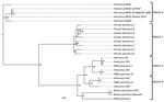 Thumbnail of Phylogenetic tree constructed on the basis of full-length sequences of astroviruses and mamastroviruses. The sequence from the case-patient in this study is astrovirus MLB2 Geneva 2014. Brackets indicate the 4 Mamastrovirus species (MAstV 1, 6, 8, 9) from humans. Virus names and corresponding GenBank accession numbers are listed in Technical Appendix 2 Table. Scale bar indicates nucleotide substitutions per site.