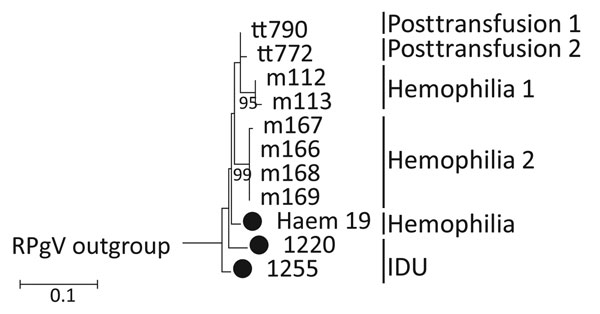 Maximum-likelihood (ML) phylogenetic analysis of human pegivirus sequences. NS3 region sequences (positions 4609–4880 as numbered in the AK-790 reference sequence, denoted here as tt790) were selected to overlap with sequences from PCR-derived amplicons generated in this study (black circles) and partial NS3 region sequences reported previously (6). The tree was constructed by using the maximum likelihood algorithm implemented in the MEGA6 software package (16). The optimum ML model (lowest Baye
