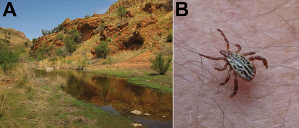 A) Typical habitat in the Pajarito Mountains in Santa Cruz County, Arizona, USA, near the location where patient 1 sustained a bite from a tick that resulted in Rickettsia parkeri rickettsiosis in July 2014. B) Male tick identical to the tick that bit patient 1. The distinctive white ornamentation on the scutum and disjunct geographic origin strongly support its presumptive identification as Amblyomma triste.