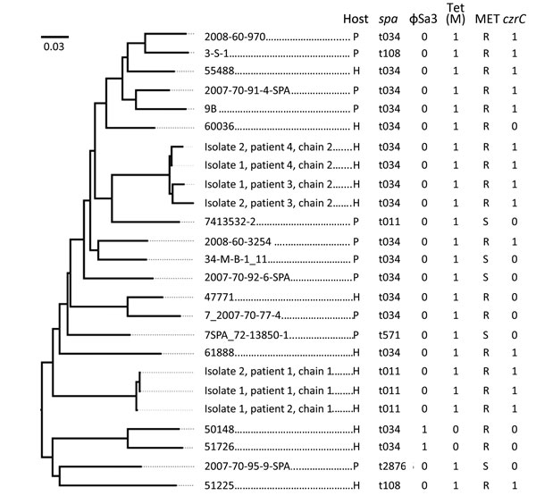 Phylogeny of methicillin-resistant Staphylococcus aureus (MRSA) clonal complex (CC) 398 isolates linked to fatal septicemia in a hospital patient and a nursing home resident in Denmark. Draft whole-genome sequencing was performed on 7 isolates from the 4 patients identified in the 2 transmission chains, and results were compared with similar genomic data for CC398-related MRSA and methicillin-sensitive S. aureus isolates obtained in Denmark during a previous study of isolates belonging to CC398 