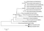 Thumbnail of Phylogenetic analysis of whole-genome sequences of porcine deltacoronaviruses (PDCoVs), Thailand. Black circles indicate strains isolated in this study. The tree was constructed by using MEGA version 6.06 (http://www.megasoftware.net/) with the neighbor-joining algorithm and bootstrap analysis with 1,000 replications and BEAST (http://beast.bio.ed.ac.uk/) with Bayesian Markov chain Monte Carlo analysis of 5,000,000 generations and an average SD of split frequencies &lt;0.05. Numbers