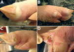 Thumbnail of Vesicular lesions on feet of pigs experimentally infected with Senecavirus A. A) Blanched, intact, fluid-filled vesicle on lateral coronary band of toe. B) Intact vesicle on coronary band of medial dewclaw. C) Ruptured vesicle on coronary band of toe. D) Ruptured vesicle with ulceration and erosion in interdigital space.