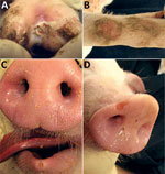 Thumbnail of Vesicular and skin lesions on feet and snout of pigs experimentally infected with Senecavirus A. A) Ruptured vesicle with deep ulceration, necrosis, and crusting in interdigital space. B) Skin abrasion on carpus. C) Vesicle on snout. D) Vesicle and erosion on lower lip.