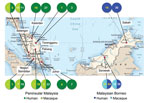 Thumbnail of Geographic origin of the genetic sequences generated during study of Plasmodium knowlesi parasite populations, Malaysia. The numbers in each circle refer to the number of sequences (macaque or human) obtained for the genes P. knowlesi type A small subunit ribosomal 18S RNA (numbers in white) and P. knowlesi cytochrome oxidase subunit I (numbers in yellow).