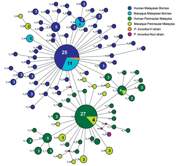 Median-joining networks of Plasmodium knowlesi type A small subunit ribosomal 18S RNA haplotypes from Malaysia. The genealogical haplotype network shows the relationships among the 93 haplotypes present in the 209 sequences obtained from human and macaque samples from Peninsular Malaysia and Malaysian Borneo. Each distinct haplotype has been designated a number (H_n). Circle sizes represent the frequencies of the corresponding haplotype (the number is indicated for those that were observed &gt;1
