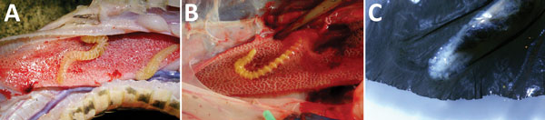 Adult Armillifer and Raillietiella parasites found in snakes at local markets in Kole, Sankuru District, Democratic Republic of the Congo, 2014–2015. A) Adult A. grandis in respiratory tract of a local rhinoceros viper (Bitis nasicornis). B) Adult A. armillatus in the lung of an African rock python (Python sebae) found in 2014, for comparison. Note the different annulation also between the adult stage of A. grandis and A. armillatus. C) Adult Raillietiella pentastomid in the lung of an African r