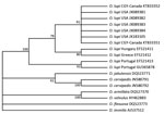 Thumbnail of Phylogenetic relationship among the Onchocerca lupi nematode isolates from a dog in Calgary, Alberta, Canada (GeneBank accession nos. KT833351 and KT833352), and other filarial nematodes in the family Onchocercidae on the basis of the mitochondrial NADH dehydrogenase subunit 5 gene. The parsimonious tree depicts reciprocal monophyly of gene sequence derived from O. lupi nematodes from North America and Europe. Bootstrap consensus was inferred from 1,000 replicates. Values along bran