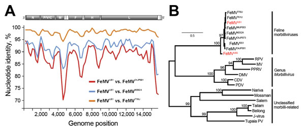 Phylogenetic analysis of feline morbillivirus (FeMV) whole genomes and hemagglutinin (H) genes collected from cats in the United States. A) Genomic sequence identity of FeMVUS1, compared with Asian strains, performed by using SSE V1.2 software (4) with a sliding window of 400 and a step size of 40 nt. B) Maximum-likelihood phylogeny of the translated H gene of FeMVs, the genus Morbillivirus, sensu strictu, and unclassified morbilli-related viruses was determined by using MEGA5 software (5) and a