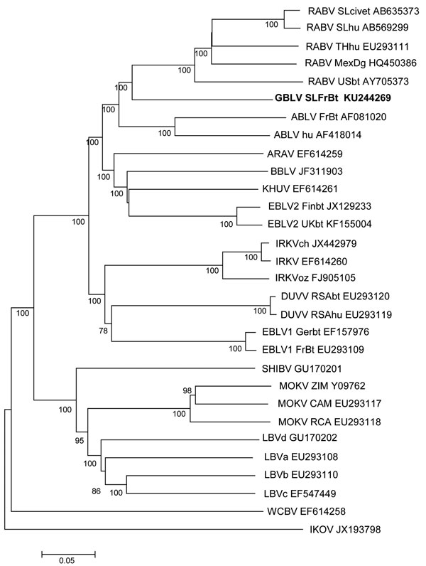 Phylogenetic relationships between representatives from all classified lyssaviruses and novel Gannoruwa bat lyssavirus (GBLV) on the basis of complete genome sequences. All 4 GBLV sequences form a monophyletic clade and are &gt;99.9% identical across the genome; therefore, only 1 sequence (in bold) is shown. Relationships are shown as an unrooted phylogram, which was constructed by using the maximum-likelihood method and a general time reversible plus gamma distribution plus proportion of invari