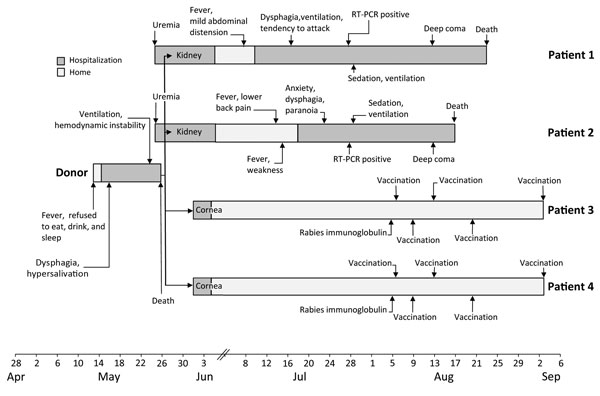 Clinical course of a transplant donor, 2 recipients of kidneys, and 2 recipients of corneas in investigation of probable transplant-associated transmission of rabies virus, China, 2015.