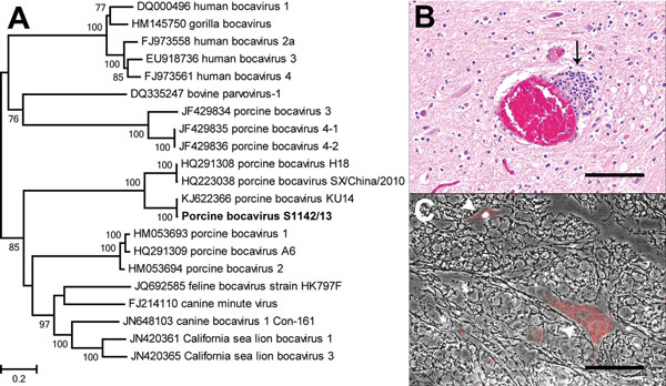 Phylogenetic analysis and staining of porcine bocavirus (PBoV) from the spinal cord of a diseased pig, Hannover, Germany. A) Phylogenetic relationship of PBoV isolate S1142/13 (bold) with other bocaviruses. The nucleotide sequence of the nearly complete viral protein 1 of PBoV S1142/13 was aligned with other members of the genus Bocaparvovirus, and a maximum-likelihood phylogenetic tree was prepared by using the general time reversible plus invariable sites plus gamma distribution model and 500 