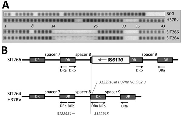 A) Spoligotyping profiles of H37Rv and BCG reference strains, Mycobacterium tuberculosis SIT266 (2 strains in this study) and SIT264 (previously published strain in [3]). SIT, spoligotype international type, designated according to SITVIT_WEB database (http://www.pasteur-guadeloupe.fr:8081/SITVIT_ONLINE). B) Schematic view of the DR/CRISPR locus (region of spacers 7–9) in spoligotypes SIT264 and SIT266 and reference strain H37Rv. Reverse DRa primer is biotin-labeled. IS6110 is not to scale.
