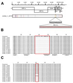 Thumbnail of Genomic characterization of Middle East respiratory syndrome coronaviruses (MERS-CoVs) from Jordan. A) Nucleotide differences between MERS-CoV strain Jordan-1-2015 and the consensus sequence of the Riyadh 2015 cluster. Nucleotide changes are indicated in green (A), red (T), blue (C), and black (G). Deletions are indicated in orange. Deleted nucleotides are indicated in red. B) Protein sequence alignment of open reading frame (ORF) 4a (residues 10–76) of all 13 MERS-CoV strains from 