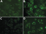 Thumbnail of Representative indirect immunofluorescent assays of Vero E6 cells infected with thrombocytopenia syndrome virus from patients in rural areas, South Korea. Indirect immunofluorescent assays were conducted by using serially diluted patient serum as primary antibody and fluorescein isothiocyanate–conjugated antihuman IgG as secondary antibody. A) H1 serum (negative, dilution 1:32, IgG titer &lt;1:32); B) B321 serum (positive, dilution 1:64, IgG titer 1:512); C) H214 serum (positive, di