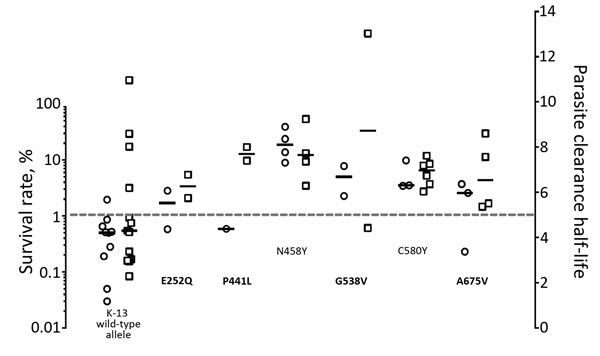 Distribution of parasite clearance half-lives (n = 33, squares) and Ring-stage survival assay survival rates (n = 25, circles) of Plasmodium falciparum isolates from patients on the Thailand–Myanmar border, determined on the basis of each K13 genotype. Mean survival rate of duplicate measures are showed for each isolate. Dashed line represents the cutoff value for parasite clearance half-life (artemisinin resistance &gt;5 h) and RSA survival (artemisinin resistance &gt;1%). K13 alleles N458Y and