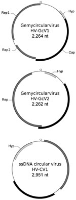 Thumbnail of Genomic features of gemycircularviruses HV-GcV1 and HV-GcV2 and of a novel circular single-stranded DNA (ssDNA) virus, HV-CV1, including hairpin structure and predicted open reading frames. Cap, capsid; Hyp, hypothetical protein with unknown function; Rep, replication initiation protein.