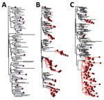 Thumbnail of Phylogenetic trees for simulated emerging infectious disease outbreaks caused by RNA and DNA viruses in a mixed population of 1,000 human and 5,000 nonhuman hosts. Trees were constructed by using a standard susceptible–infected–removed model (6). For each of 3 infection scenarios in nonhuman hosts (black lines), rare zoonotic transmission events (blue lines), human-to-human transmission (red lines), and human cases (red circles) are indicated. For the nonhuman population R0 = 2 thro
