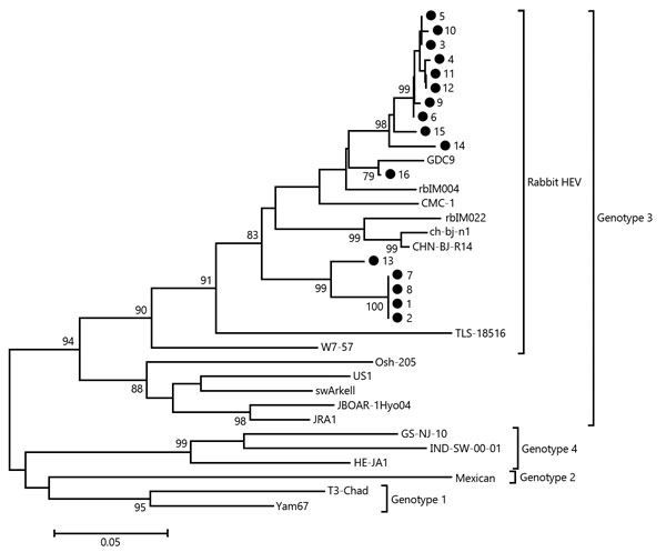 Phylogenetic analysis of hepatitis E virus (HEV) isolates from specific pathogen-free (SPF) rabbits, China, 2012−2015. The phylogenetic tree was constructed by using the neighbor-joining method, a partial nucleotide sequence of the open reading frame 2 region, and reported HEV sequences in GenBank as references. One thousand resamplings of the data were used to calculate percentages (values along branches) of tree branches obtained. Black circles indicate SPF rabbit isolates obtained during this
