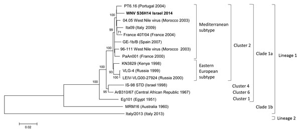 Phylogenetic analysis of West Nile virus (WNV) lineage 1 isolate from a patient with persistent WNV infection, Israel, 2014, compared with reference strains. The analysis was conducted on 96% of the WNV nucleotide sequence using the neighbor-joining method implemented in MEGA 6.0 software (http://www.megasoftware.net). The robustness of branching pattern was tested by 1,000 bootstrap replications. The percentage of successful bootstrap replicates is indicated at nodes, showing only values of &gt